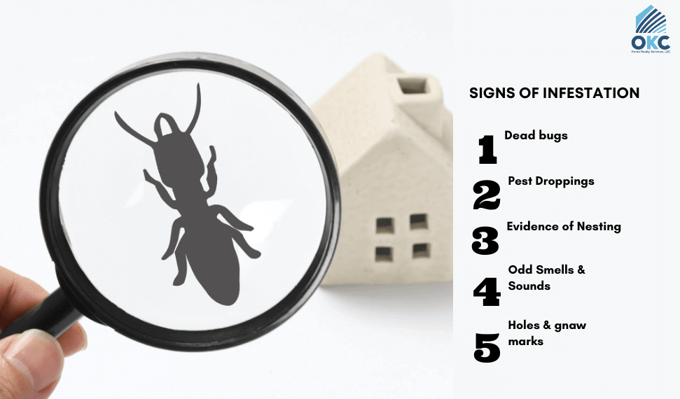 Who is Responsible for Pest Control When Renting?