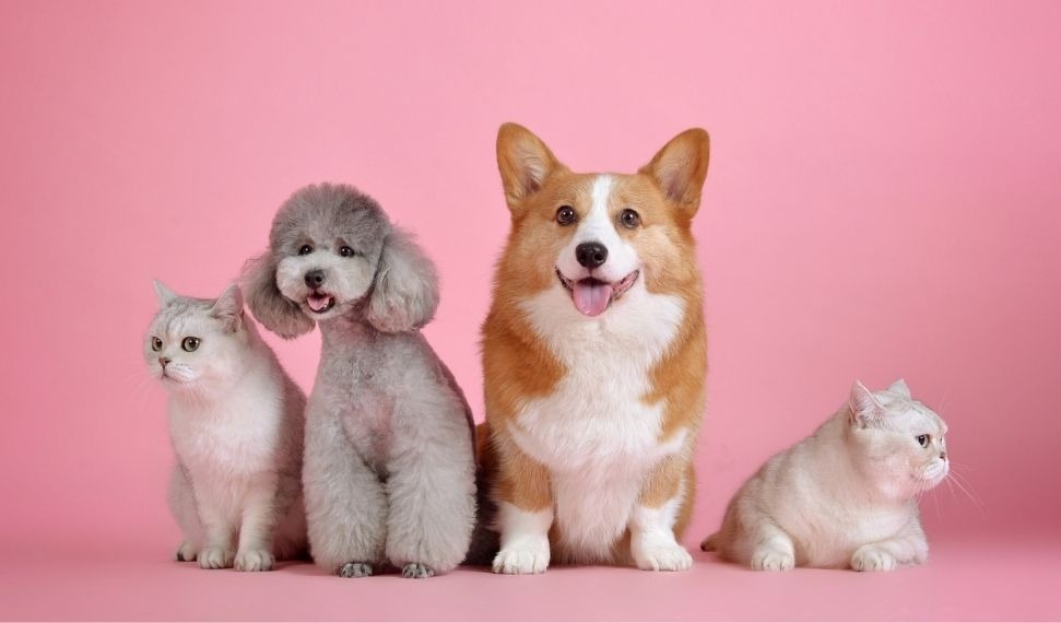pet policies
