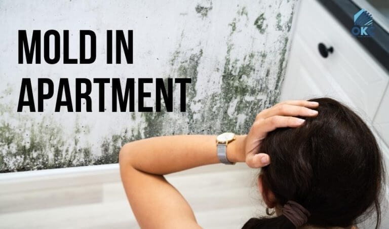 who is responsible for mold in apartment