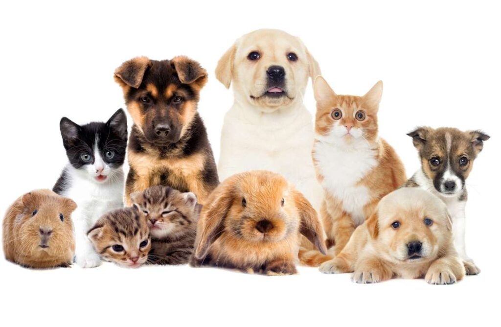 pet